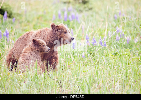 La famiglia (madre con i cuccioli di Grizzly orsi bruni - Ursus arctos -, il Parco Nazionale del Lago Clark, Alaska, U.S.A. Foto Stock