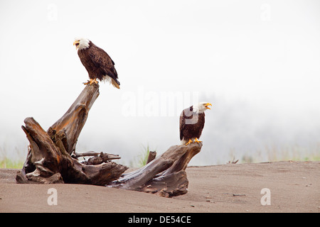 Aquila calva,- Haliaeetus leucocephalus -, il Parco Nazionale del Lago Clark, Alaska, U.S.A. Foto Stock