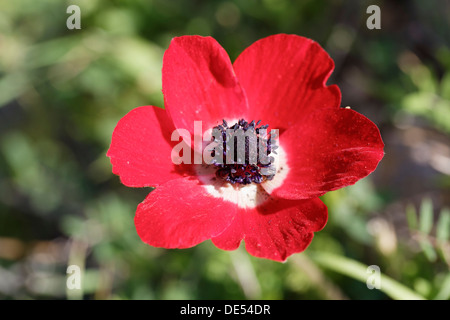 Crown Anemone, Anemone papavero o spagnolo Calendula (anemone coronaria), penisola di Çeşme, İzmir Provincia, Regione del Mar Egeo, Turchia Foto Stock