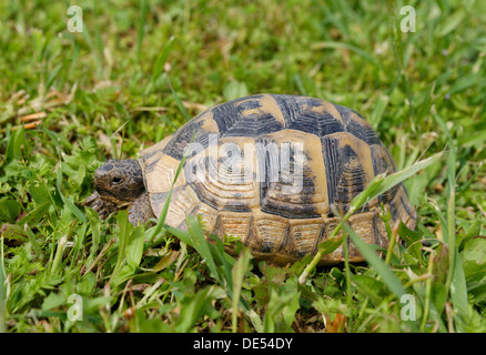 Sperone-thighed tartaruga (Testudo graeca), Selçuk, İzmir Provincia, Regione del Mar Egeo, Turchia Foto Stock