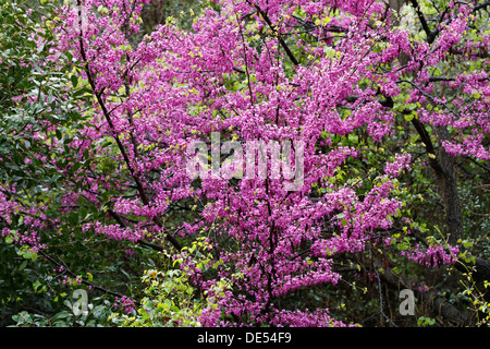 Fioritura Albero di Giuda (Cercis siliquastrum), Dilek National Park, Kuşadası, Aydin provincia, regione del Mar Egeo, Turchia Foto Stock