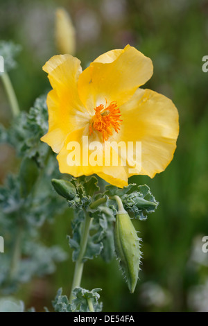 Fioritura giallo papavero cornuto (Glaucium flavum), Dilek National Park, Kuşadası, Aydin provincia, regione del Mar Egeo, Turchia Foto Stock