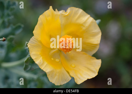 Fioritura giallo papavero cornuto (Glaucium flavum), Dilek National Park, Kuşadası, Aydin provincia, regione del Mar Egeo, Turchia Foto Stock