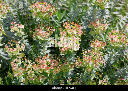 Fioritura di mirto (Euforbia Euphorbia myrsinites), Dilek National Park, Kuşadası, Aydin provincia, regione del Mar Egeo, Turchia Foto Stock