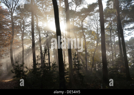 Misty foresta autunnale, retroilluminato, con querce e pini, Weinbiet, Neustadt an der Weinstrasse, Baden-Württemberg, Germania Foto Stock