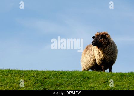 Gli animali domestici delle specie ovina (Ovis orientalis aries), nero con capelli carne tedesco pecora su una diga presso la costa del mare del nord, nord Frisia Foto Stock