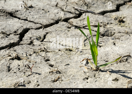 Pianta di grano (Triticum spec.), sul campo secco, essiccazione crack, immagine simbolica per la crescita in mezzo alle circostanze avverse Foto Stock