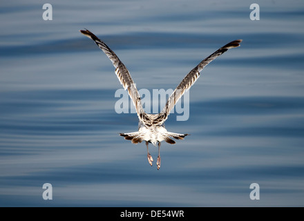 Immaturo aringa europea gabbiano (Larus argentatus) prendendo il largo, mueritz, Meclemburgo-Pomerania occidentale Foto Stock