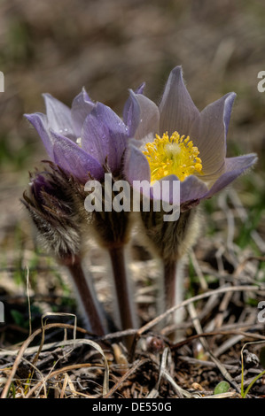 "Pasque fiori (Pulsatilla patens) aka "crocus' in Colorado Rockies Foto Stock