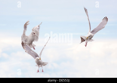 Glaucous-winged Gabbiani - Larus glaucescens -fighthing per cibo, Penisola di Kenai, Alaska, U.S.A. Foto Stock