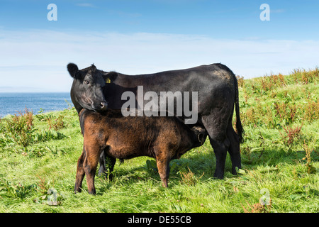 Black Angus di Aberdeen vitello lattante, con mucca, Caithness in Scozia, Regno Unito, Europa Foto Stock