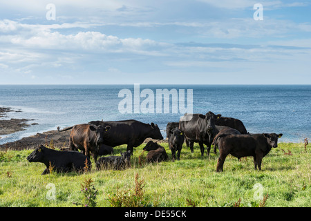 Black Angus di Aberdeen il pascolo di bestiame su un pascolo sulla costa nord della Scozia, Caithness in Scozia, Regno Unito, Europa Foto Stock