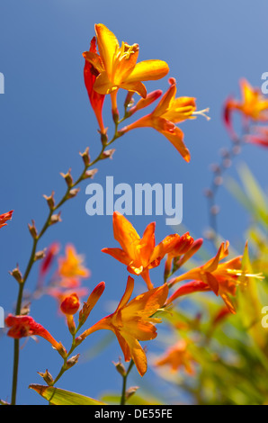 Crocosmia genere Iridaceae coppertips stelle cadenti montbretia fiori contro verde lama sottili foglie blu cielo Foto Stock