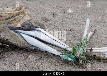 Morto Gannett settentrionale (Sula bassana, Morus bassanus), ucciso da un pezzo di rete da pesca, detriti marini, Minsener Oog isola Foto Stock