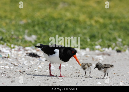 (Oystercatcher Haematopus ostralegus), con pulcini, Minsener Oog, Est Isole Frisone, Bassa Sassonia il Wadden Sea, Bassa Sassonia Foto Stock