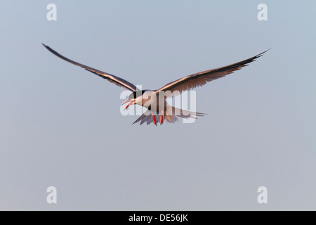 Tern comune (Sterna hirundo), in volo, Est Isole Frisone, Frisia orientale, Bassa Sassonia, Germania Foto Stock