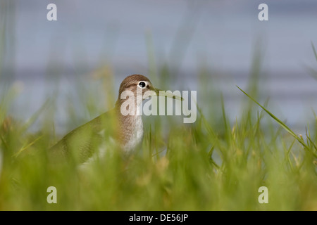 Sandpiper (Actitis hypoleucos), a est delle Isole Frisone, Friesland, Bassa Sassonia, Germania Foto Stock