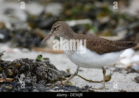 Sandpiper (Actitis hypoleucos), a est delle Isole Frisone, Friesland, Bassa Sassonia, Germania Foto Stock