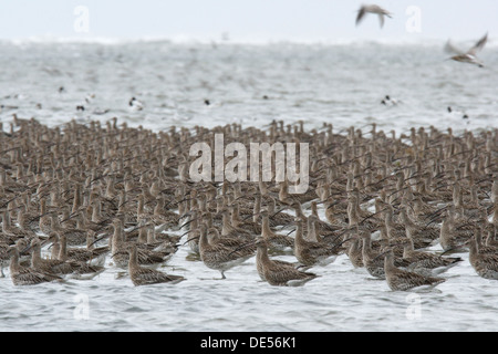 (Curlews Numenius arquata), gregge, Est Isole Frisone, Frisia orientale, Bassa Sassonia, Germania Foto Stock