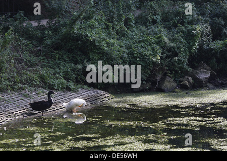 Pekin duck, Creswell Crags, Welbeck, Worksop, Nottinghamshire, Regno Unito Anas platyrhynchos domestica Foto Stock