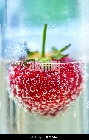 Fragola CHAMPAGNE Close up sulle fragole fresche galleggianti in un bicchiere di champagne nel fresco giardino situazione verticale verticale Foto Stock