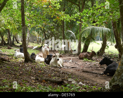 Bovini zebù (Bos primigenius indicus) nella foresta pluviale, Punta Uva, Puerto Viejo de Talamanca, Costa Rica, America Centrale Foto Stock