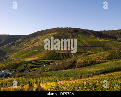 Vigneti in autunno, Mayschoß, Ahrtal, Eifel, Renania-Palatinato, Germania Foto Stock