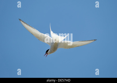 Arctic Tern (sterna paradisaea), Kria, Hellissandur, Islanda, Europa Foto Stock