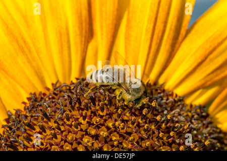 Western miele delle api (Apis mellifera) arroccato su un girasole (Helianthus annuus), vista dettagliata del fiore, Stoccarda Foto Stock