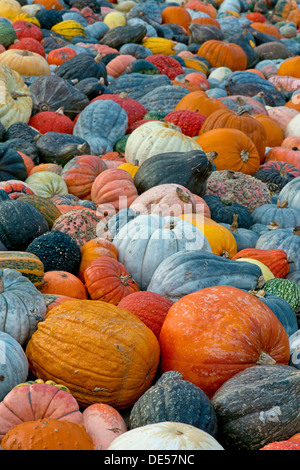 Diverse varietà di zucche, zucche e zucche (Cucurbita pepo), Baden-Wuerttemberg Foto Stock
