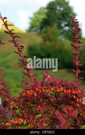 Berberis thunbergii Foto Stock