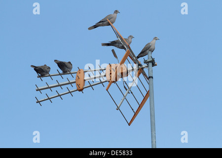 Piccioni in piedi su un'antenna televisiva. Foto Stock