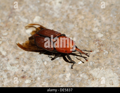 Un rosso palm beetle, la peste peggiore per qualsiasi tipo di palme è visto in Palma de Mallorca, il Mediterraneo spagnolo isola. Foto Stock