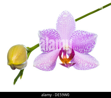 Fioritura di orchidee lilla isolato sul bianco, sfondo Foto Stock