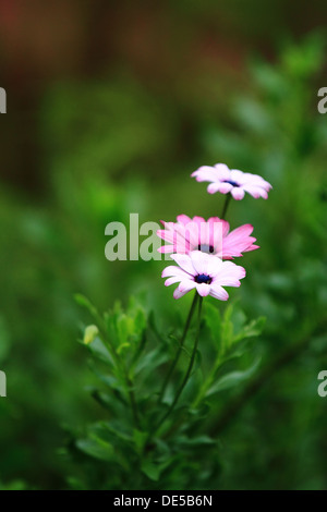 Capo africano pioggia Daisy (Dimorphotheca pluvialis) con sfocato al di fuori della messa a fuoco lo sfondo Foto Stock