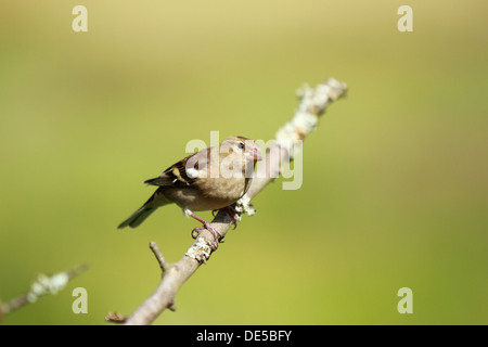 Appollaiato femmina (fringuello fringilla coelebs) con sfondo sfocato di colori verde. Foto Stock