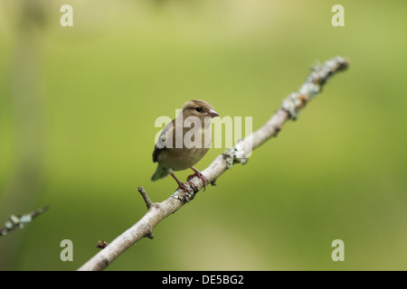 Appollaiato femmina (fringuello fringilla coelebs) con sfondo sfocato di colori verde. Foto Stock