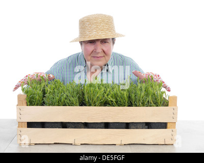 Femmina giardiniere senior indossando cappello di paglia maleodoranti aspic di piantine in casse di legno shot su bianco Foto Stock