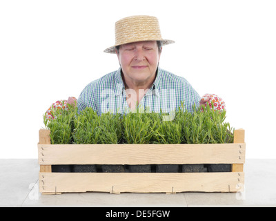 Femmina giardiniere senior indossando cappello di paglia maleodoranti aspic di piantine in casse di legno shot su bianco Foto Stock