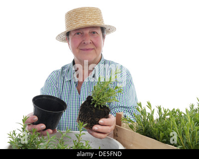 Femmina giardiniere senior indossando cappello di paglia di biancheria da letto aspic fuori piantine Foto Stock