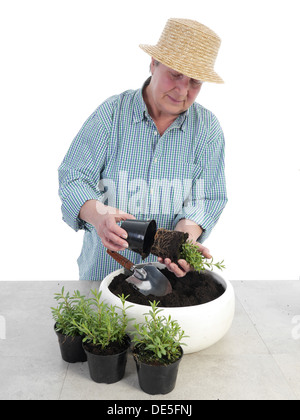 Femmina giardiniere senior indossando cappello di paglia di biancheria da letto aspic fuori piantine Foto Stock