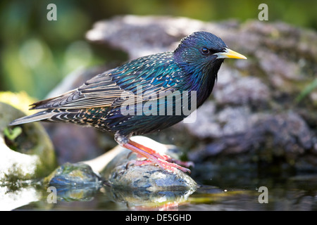 Close-up di un adulto di starling comune (Sturnus vulgaris) di balneazione in uno stagno, REGNO UNITO Foto Stock