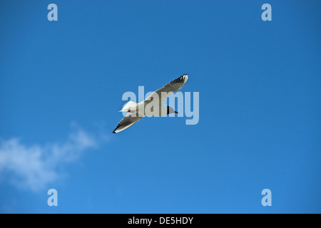 Un nero con testa di gabbiano in volo Foto Stock