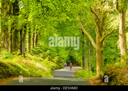 I ciclisti sulla corsia boscose accanto a Coniston Water nel Lake District inglese Foto Stock