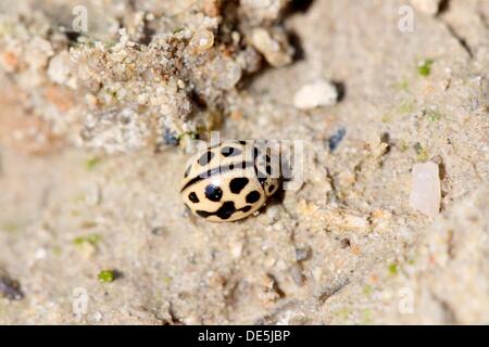 16 spot coccinella Tytthaspis sedecimpunctata piccola coccinella