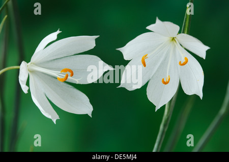 Douglasii Olsynium 'Album' erba vedova Marzo Foto Stock