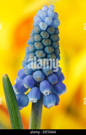 Muscari aucheri "magia blu" Giacinto uva Marzo Foto Stock