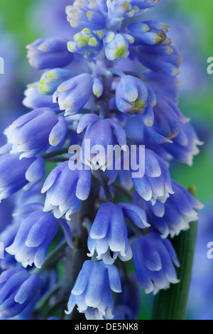 Muscari armeniacum 'artista' Giacinto uva Marzo Foto Stock