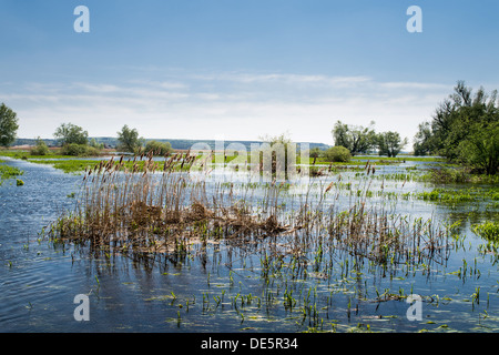Stolpe, Germania, vista sul fiume Oder in basso Oder Valley National Park Foto Stock