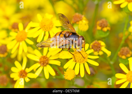 Hornet-imitare Hoverfly alimentazione su erba tossica Foto Stock